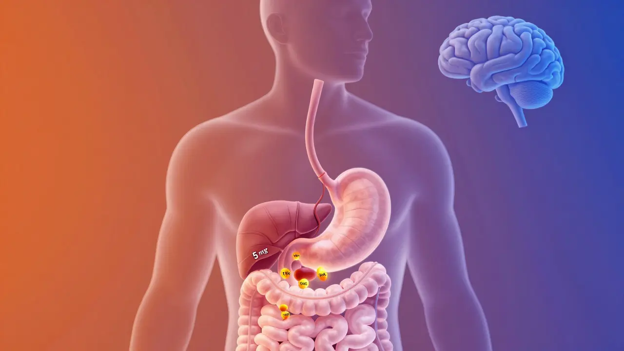 Transparenzillustration des Körpers mit THC-Molekülen, die vom Magen zur Leber und ins Blut wandern.