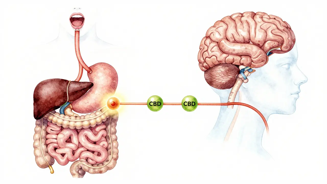 Der Weg einer CBD-Gummibonbon durch den Körper: Verdauung, Leber und Blutkreislauf in sanfter Wasserfarbe.