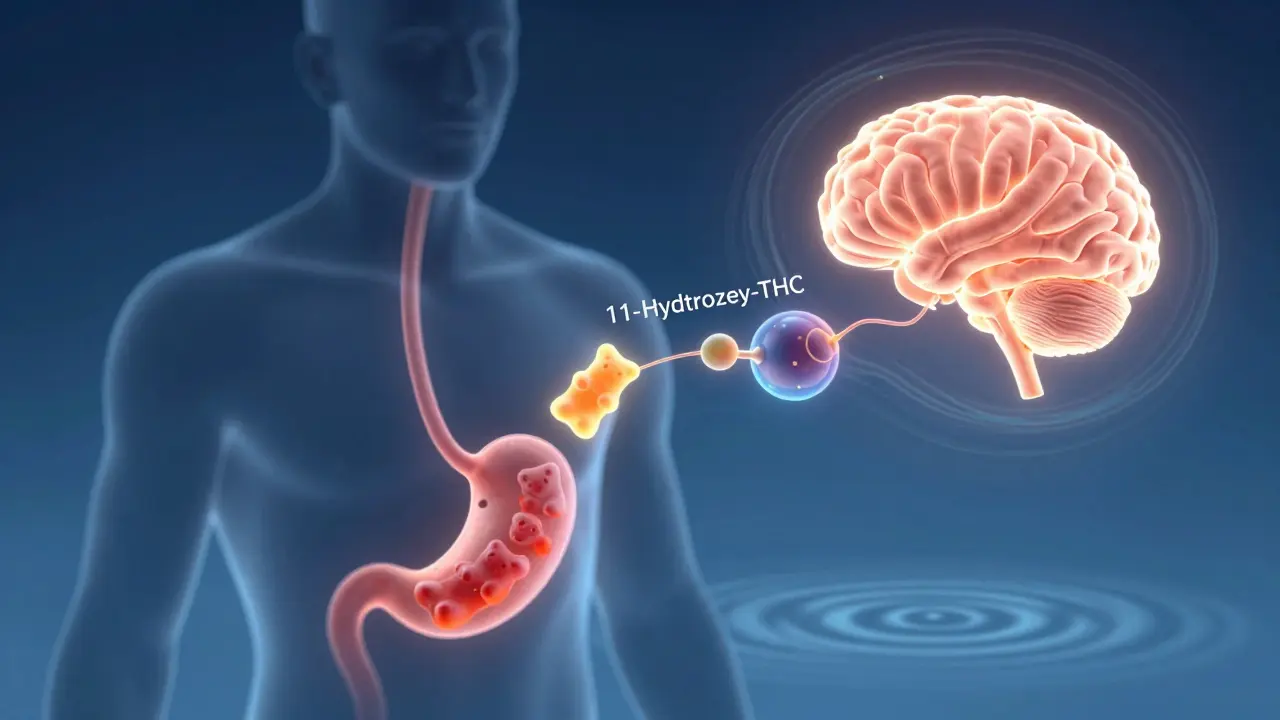 Durchscheinende Darstellung des Körpers, in der THC im Magen in ein stärkeres Molekül umgewandelt wird, das zum Gehirn strömt.