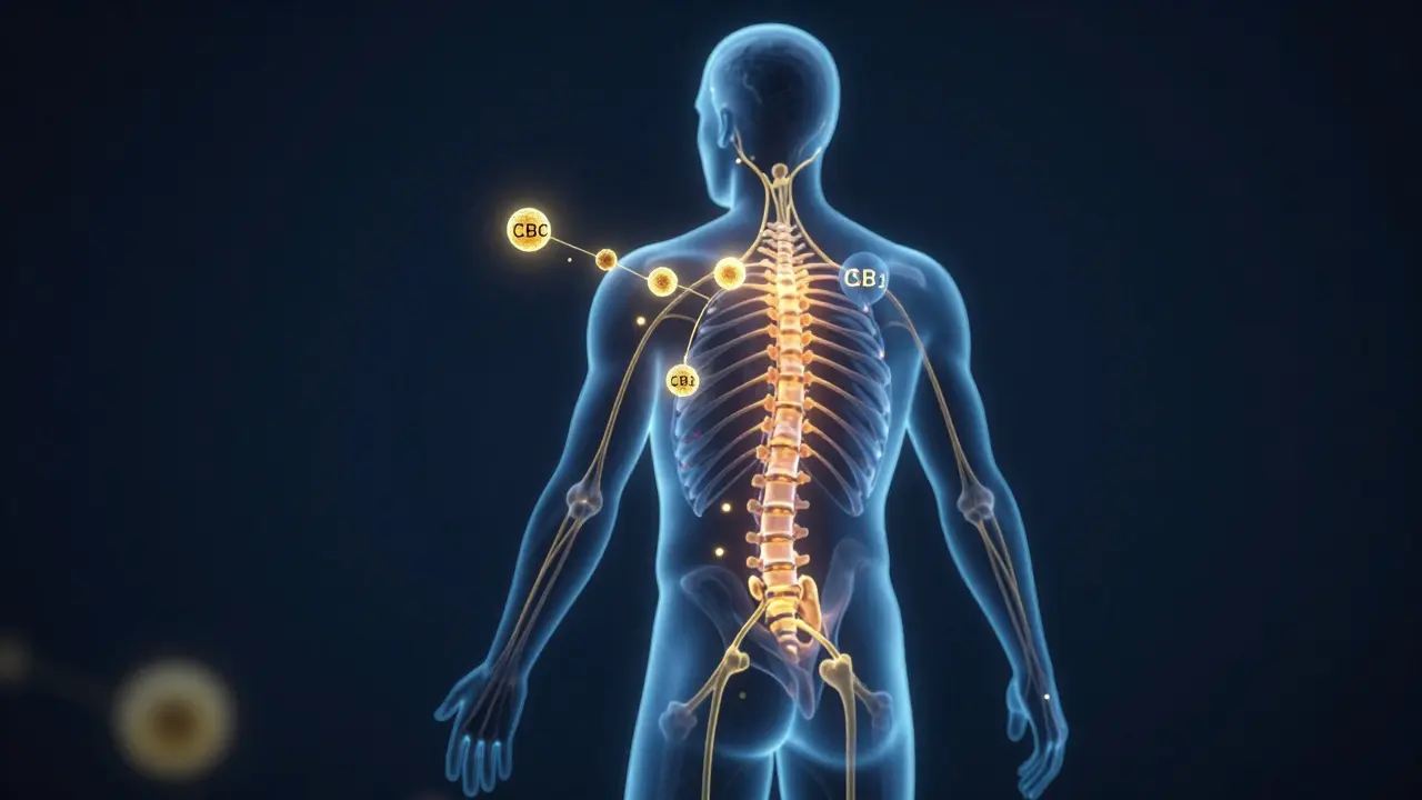 Grafische Darstellung der HHC-Wirkung auf das körpereigene Endocannabinoid-System
