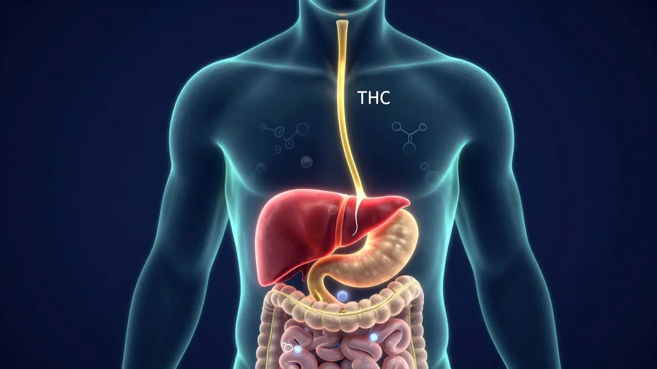 Illustration des Verdauungswegs: THC wird in der Leber umgewandelt
