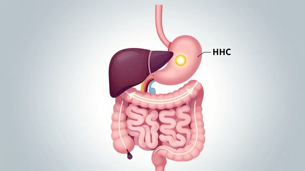 Abstrakte Illustration des Verdauungswegs von HHC durch Magen und Leber im Körper.