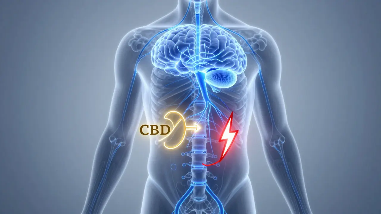 Illustration des Endocannabinoid-Systems: Blau für CBD-Balance, Rot für THC-Rausch